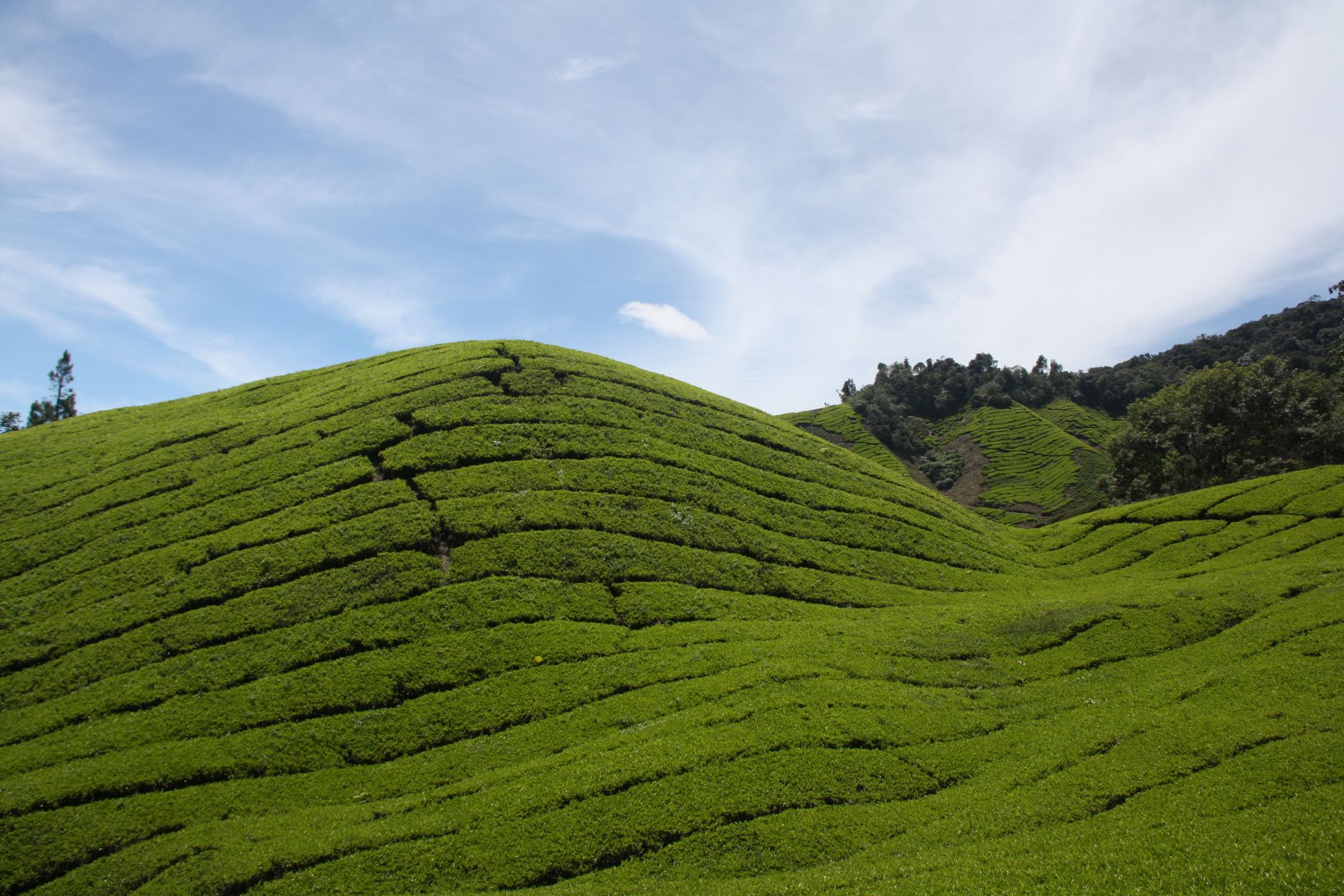 Cameron Highlands – cajove plantaze [Malajzia]