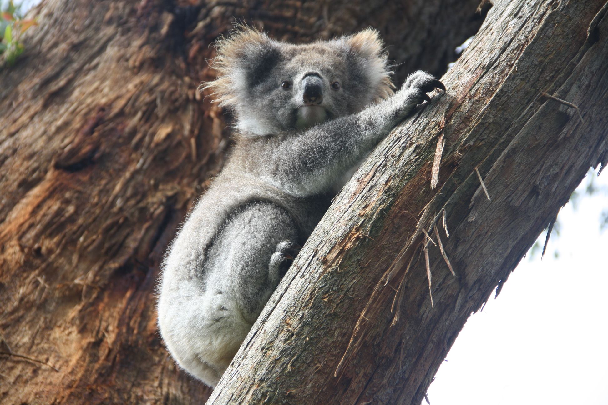 Koala