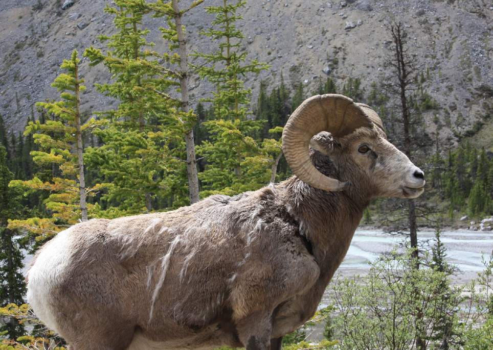 z Jasper po Lake Louise [Kanada]