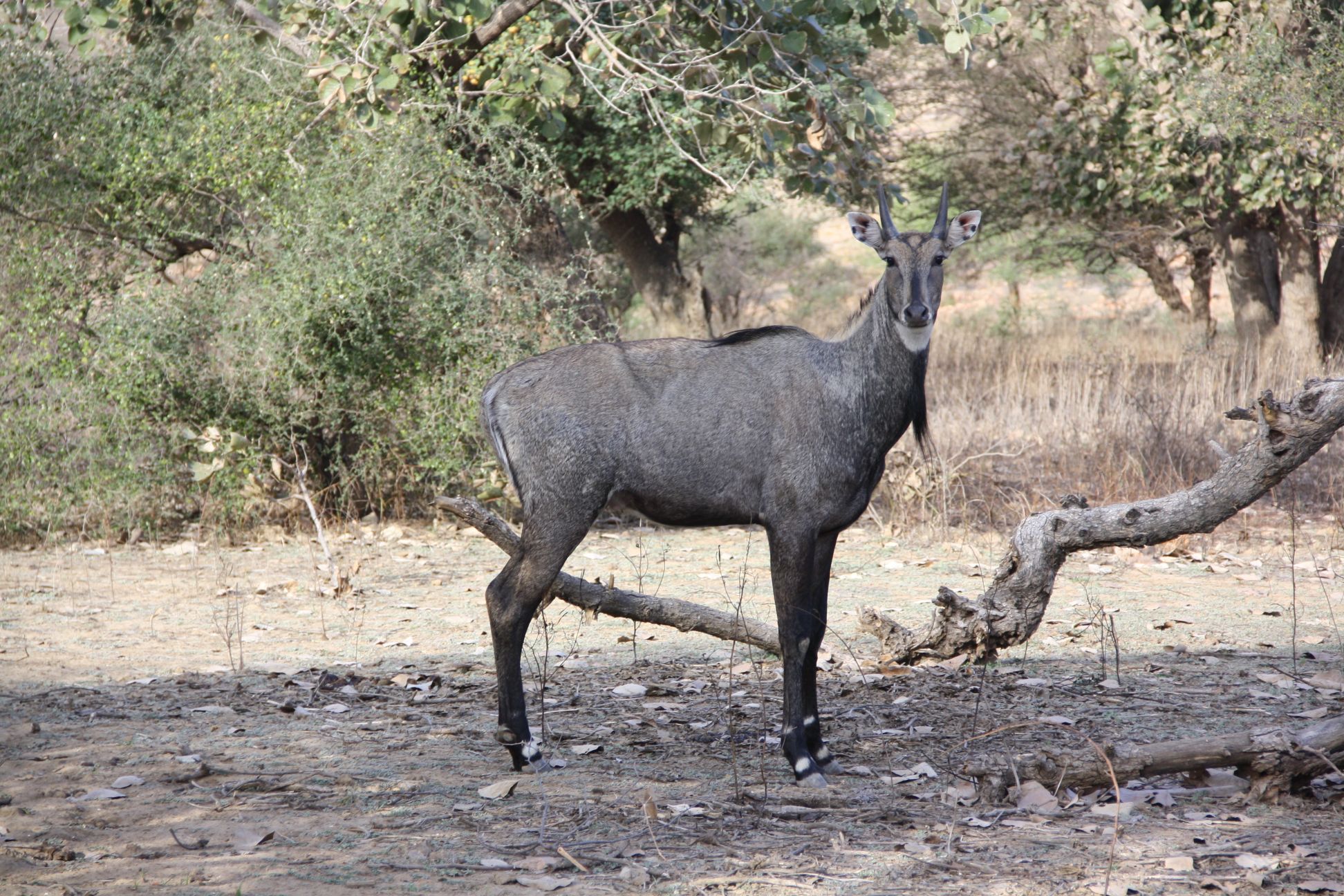 Sawai madhopur park [India]