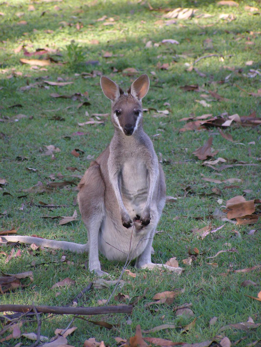 z New South Wales po Queensland [Australia]